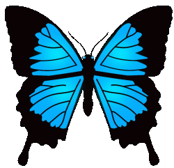 Butterfly animation